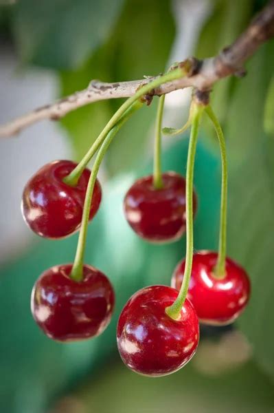 Sour cherries — Stock Photo © fotokostic #11392389