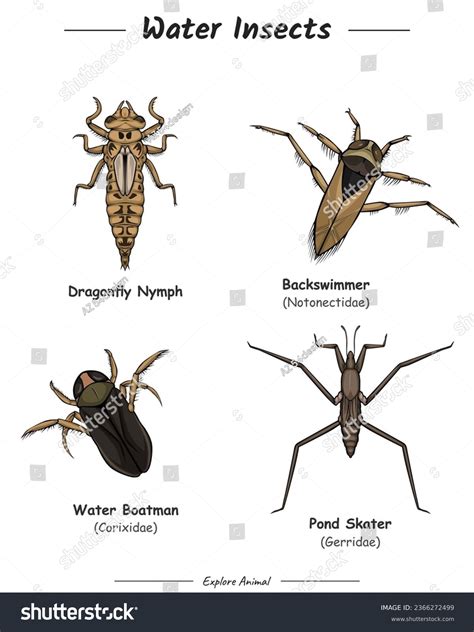 248 Hemiptera Insects Stock Vectors and Vector Art | Shutterstock