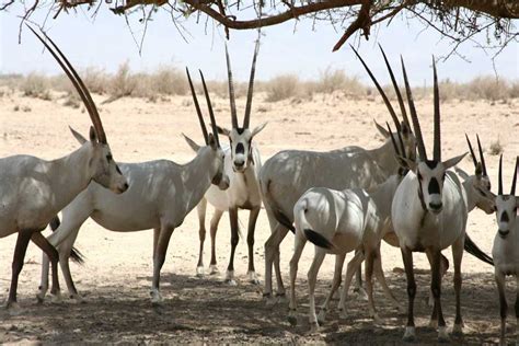 Desert Animals For Kids: List With Pictures & Facts. Desert Adaptations