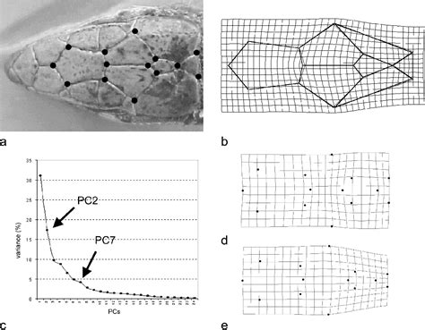 Figure 1 From Head Morphological Variation In Podarcis Muralis And Podarcis Sicula A Landmark