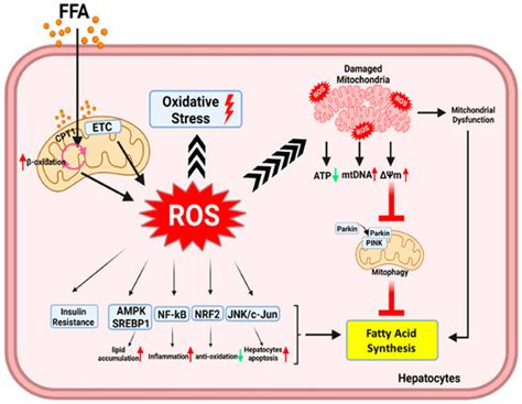 Antioxidants Free Full Text Rising Influence Of Nanotechnology In