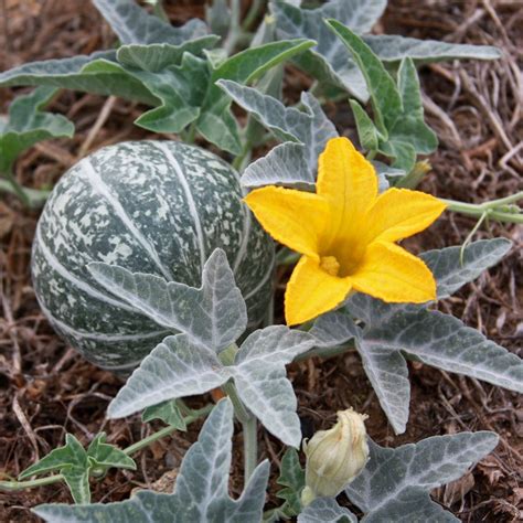 Buffalo Gourd Seeds (Cucurbita foetidissima) [PACKET ONLY] – Frozen ...