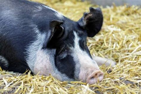 Las Razas de Cerdo Más Importantes Ibedul