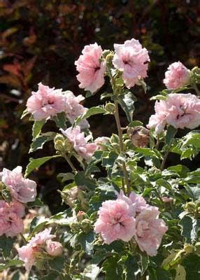 Sugar Tip Rose Of Sharon Hibiscus Syriacus Images Proven Winners