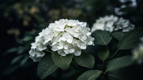 Types of White Hydrangeas: A Comprehensive Guide