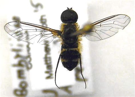 Bombyliidae Sp Villa Bugguidenet