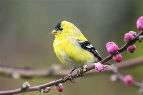 American Goldfinch Male And Female