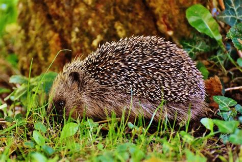 Igel Winterschlaf Wann und wie lange überwintern Igel SnacKid