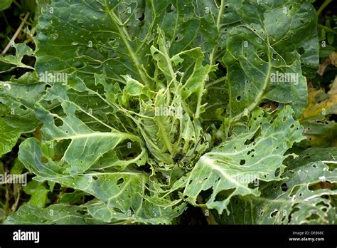 Cabbage white butterfly, Pieris brassicae & rapae, caterpillar damage ...