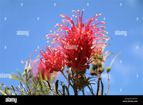 Yellow Grevillea Flower Hi Res Stock Photography And Images Alamy