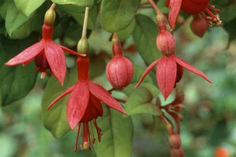 Fuchsia Cloth Of Gold Bbc Gardeners World Magazine