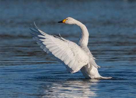 Bewick S Swan Bewick S Swan Slimbridge WWT Gloucesters