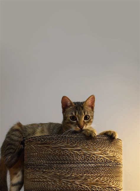 Cardboard cat Scratcher : U1NA1 on Behance