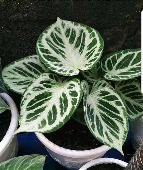 How To Grow Watermelon Peperomia Indoors Artofit