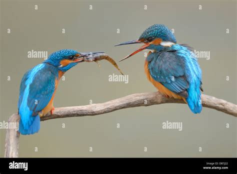 Kingfishers (Alcedo atthis), male passing little fish on to female ...