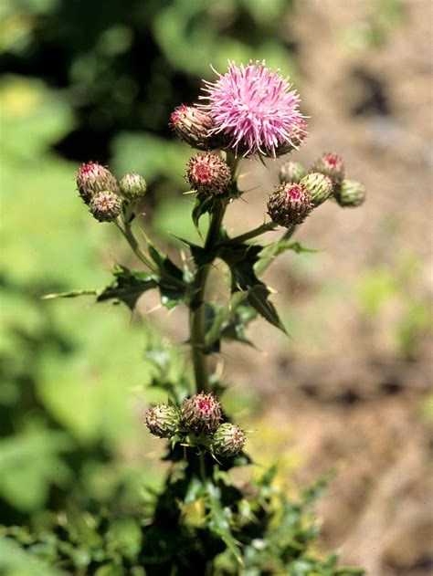 Chardon champs(Cirsium arvense)_2 | Iriis