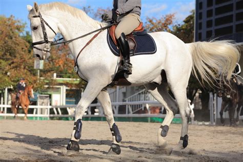 速歩での乗馬上達方法4 「みんなの乗馬」ブログ