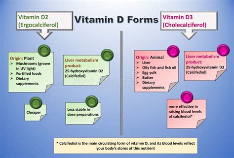 Vitamin D Forms D2 Ergocalciferol And Vitamin D3 Cholecalciferol