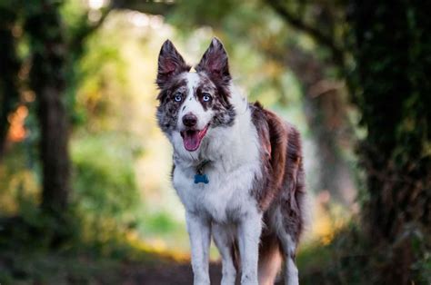 Red Merle Border Collie: Meet The Rare Beauty