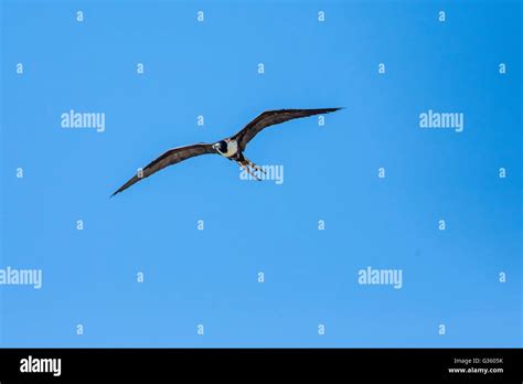 Magnificent Frigatebird Fregata Magnificens Adult Female Above Fort