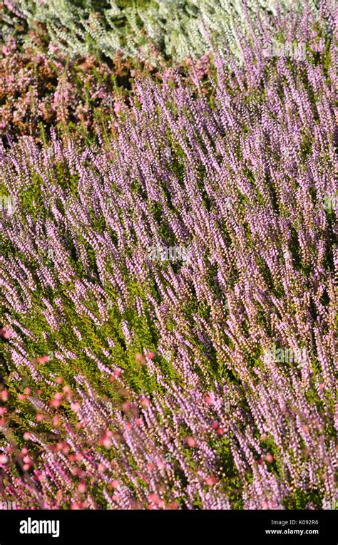 Spring Torch Heather Hi Res Stock Photography And Images Alamy