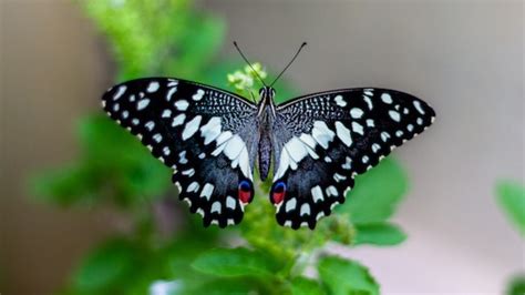 White Black Design Butterfly On Green Leaf In Blur Background Hd