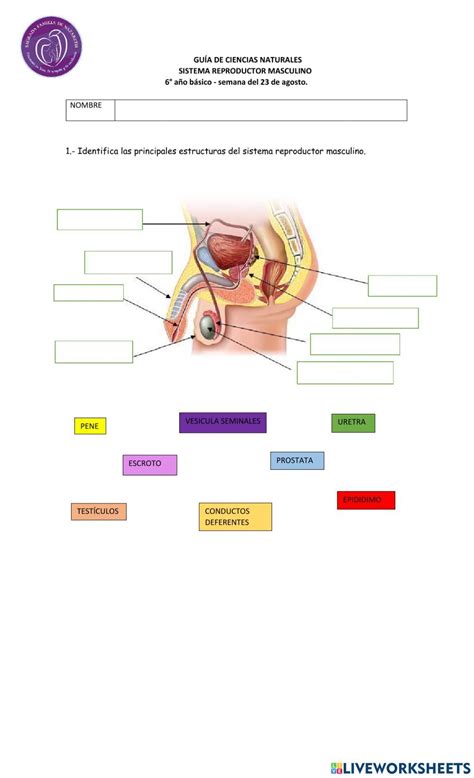 Sistema Reproductor Masculino Worksheet