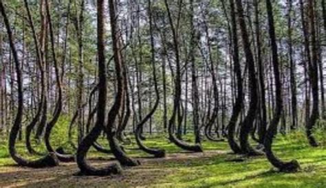 Hoia Baciu El Bosque M S Embrujado De Todo El Mundo Misteriosa Realidad