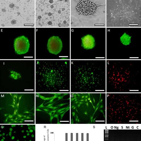 Cultured Adipose Derived Stem Cells Adsc Mesenchymal Differentiation