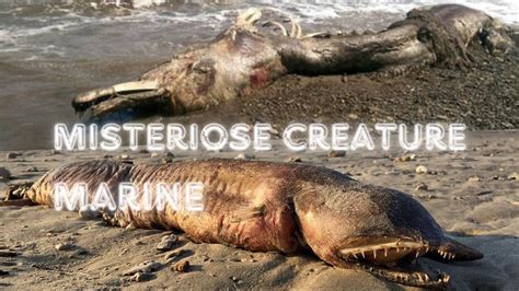 Misteriose Creature Oceaniche Enigmi Svelati O Spiegazioni Impossibili