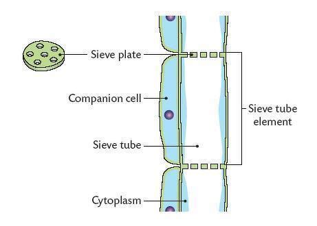 In the image below label A and B