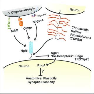 Pdf Multiple Roles For Nogo Receptor In Visual System Plasticity