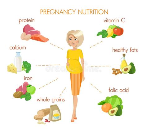 Detailed Pregnancy Nutrition Infographic Stock Vector Illustration Of