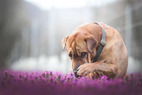 Download Depth Of Field Animal Dog 4k Ultra Hd Wallpaper