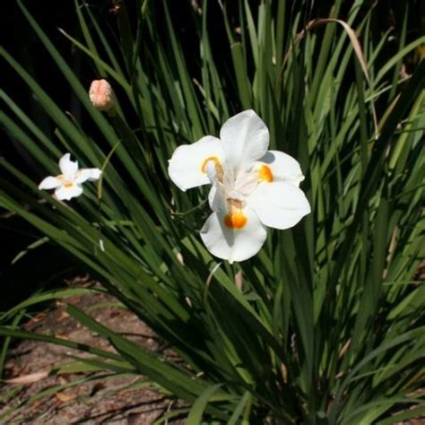 Top 21 Drought-Tolerant Perennials for Full Sun | African iris, Drought ...