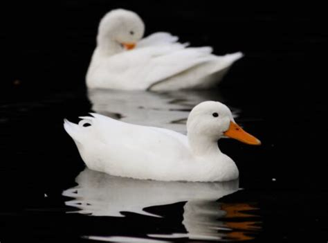 When Do Pekin Ducks Get Drake Feathers Into The Farmlands