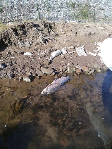 Preocupa El Bajo Caudal Del R O Y La Gran Mortandad De Peces El