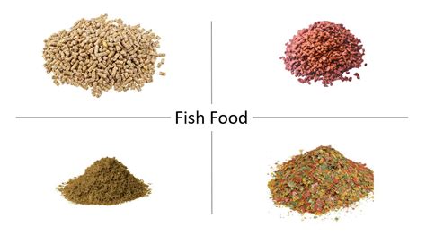 FISH FOOD - What to Feed Your Fish