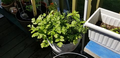 Parsley Sage Rosemary And Thyme Its A Garfunkel Bush Rgarden