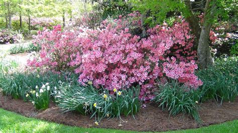 Azaleas At Airlie Gardens In Wilmington Nc Pinned By Puterfixx