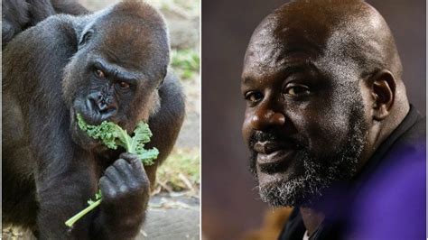 Shaquille O'neal Gorila - Shaquille O'Neal allo zoo, i gorilla pensano sia uno di loro: "Si ...