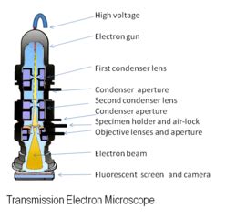 MAX KNOLL AND ERNST RUSKA - HISTORY OF THE MICROSCOPE