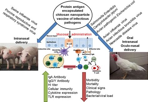 Frontiers Chitosan Nanoparticle Based Mucosal Vaccines Delivered