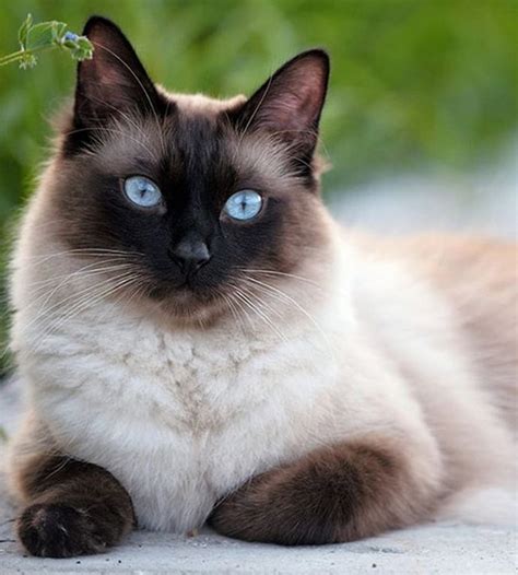 Top 55 Best Female Siamese Cat Names | PetPress