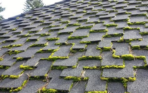 Мох на крыше из мягкой кровли: почему растет, как очистить