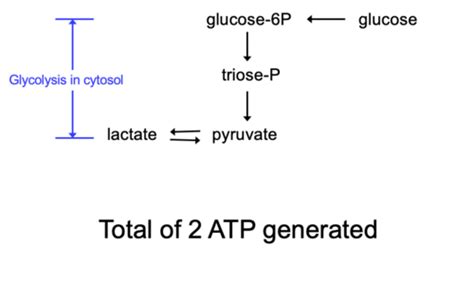 Pyruvate Dehydrogenase And Tca Cycle Flashcards Quizlet