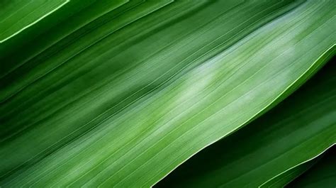 Macro Close Up Captivating Onion Texture Background Enhancing A Healthy