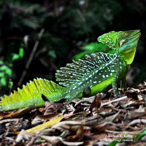 A Green And White Lizard Sitting On Top Of Leaf Covered Ground Next To