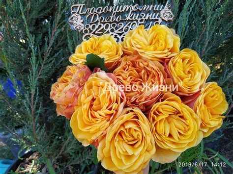 Vip New Oo /Вип Нью ОО – Плодопитомник Древо Жизни