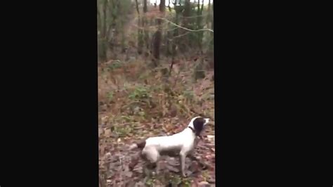 English Springer Spaniel Youtube